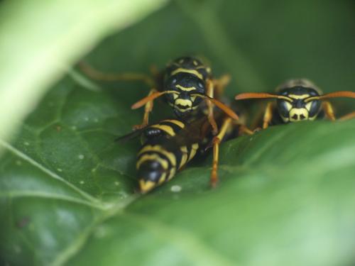Polistes sp.